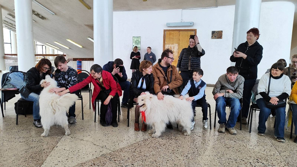 Воронежцы познакомились с собаками-самоедами на экскурсии «С цирком в Арктику»