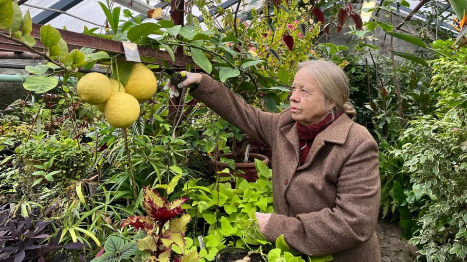 В Воронеже в Ботаническом саду имени Б.М.Козо-Полянского созрели огромные лимоны