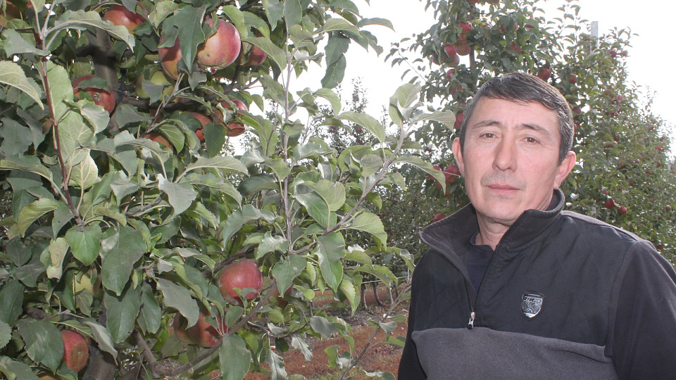 Воронежские яблоки Акрама Аздарова